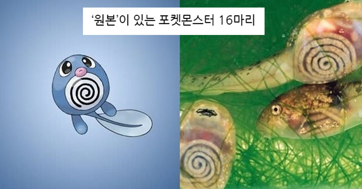  ‘원본’이 있는 포켓몬스터 16마리