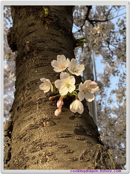 나무 벚꽃