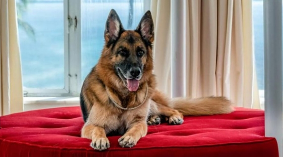  부럽부럽! 세계 최고 부자 애완동물 5 Wealthiest Pets In The World(ft.테일러 스위프트, 오프라 윈프리)