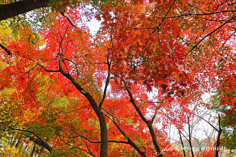 11/5 장산 단풍 절정의 정읍 내장사 5