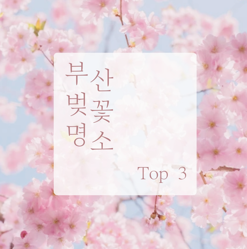 부산벚꽃명소