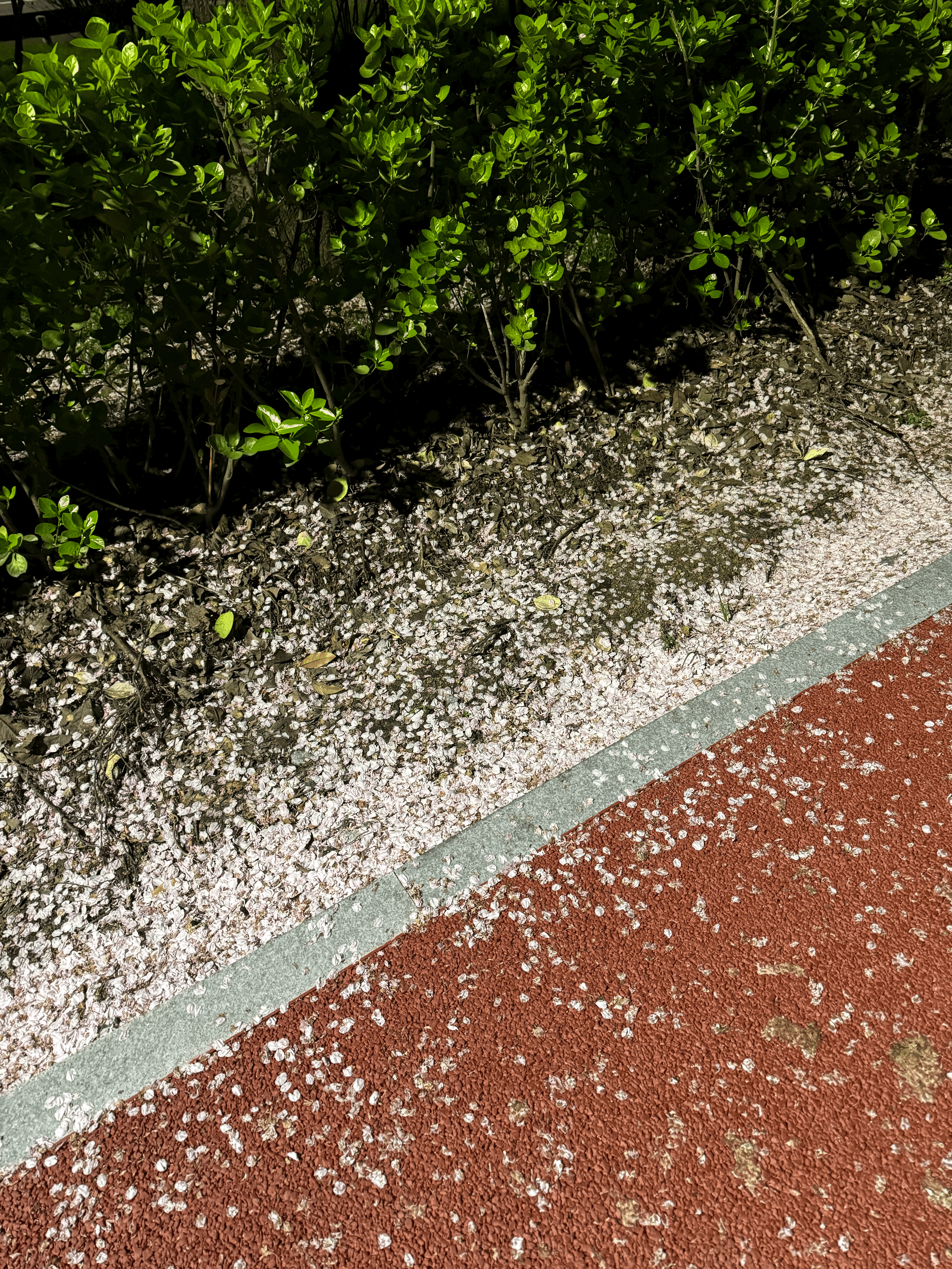 바닥에 많은 벚꽃 잎이 떨어져 있다.