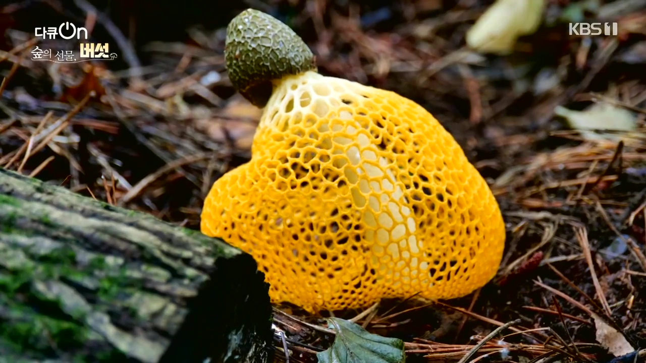 다큐 온.E227.231120p-NEXT.mp4_20231121_201832.475.jpg