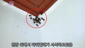 바퀴벌레 퇴치방법 총정리_4