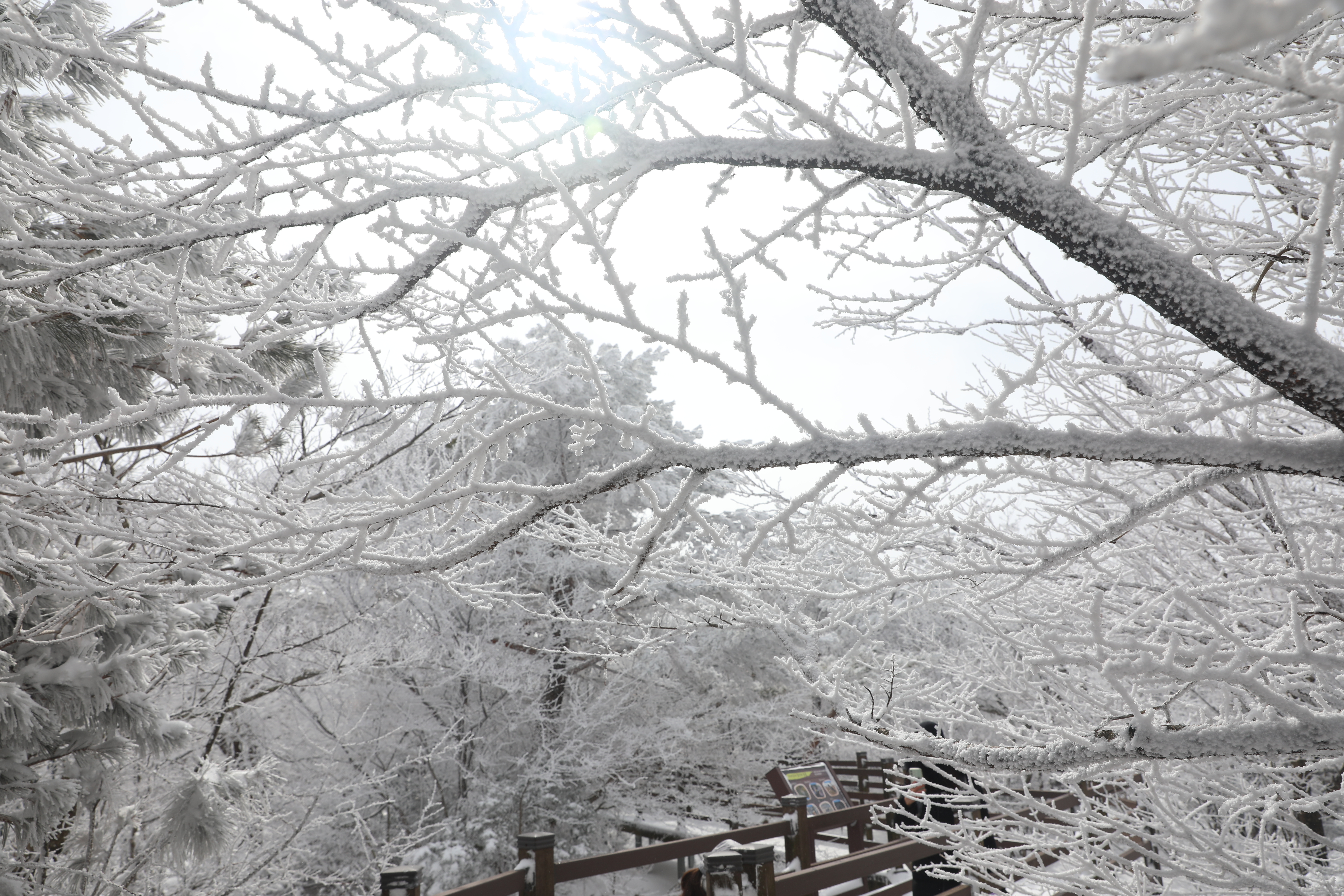 한라산 설경 1100고지 습지