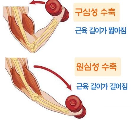  네거티브 구심성 수축 원심성 수축 최적의 시간