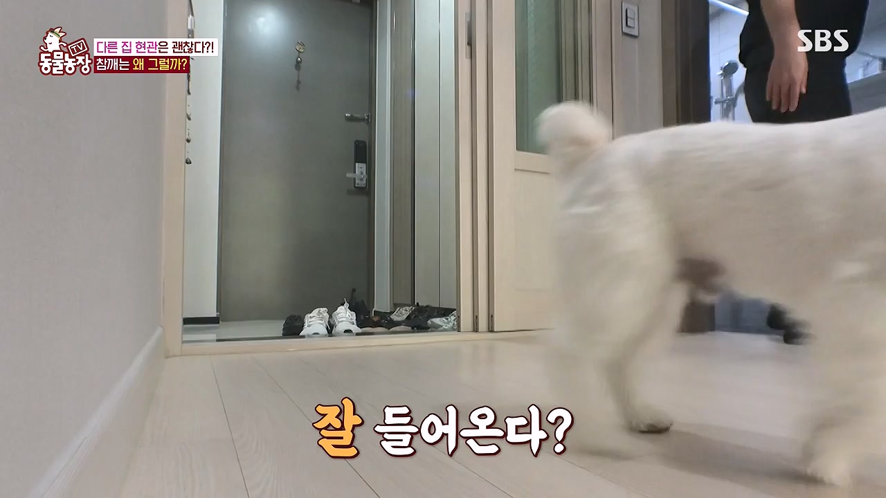 TV 동물농장.E1177.240624p-NEXT.mp4_20240623_163758.674.jpg