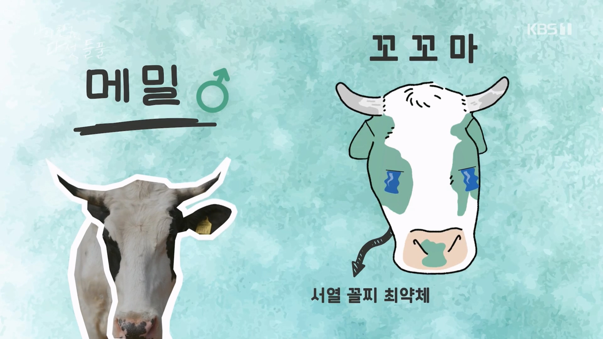 특집 다큐 나의 친구, 다섯 들풀.240119p.H264-F1RST.mp4_20240121_150430.793.jpg