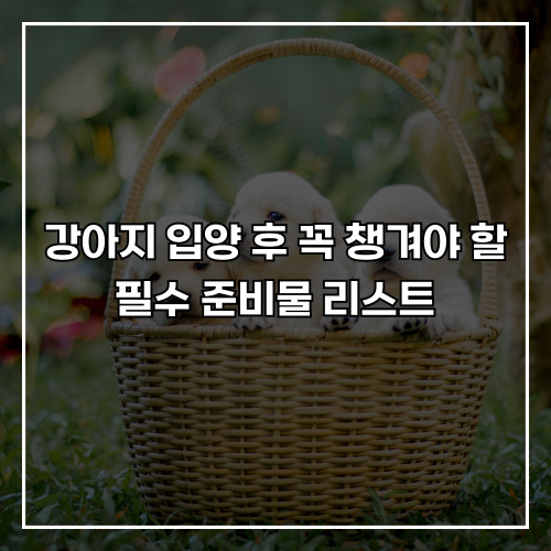 강아지 입양 후 꼭 챙겨야 할 필수 준비물 리스트