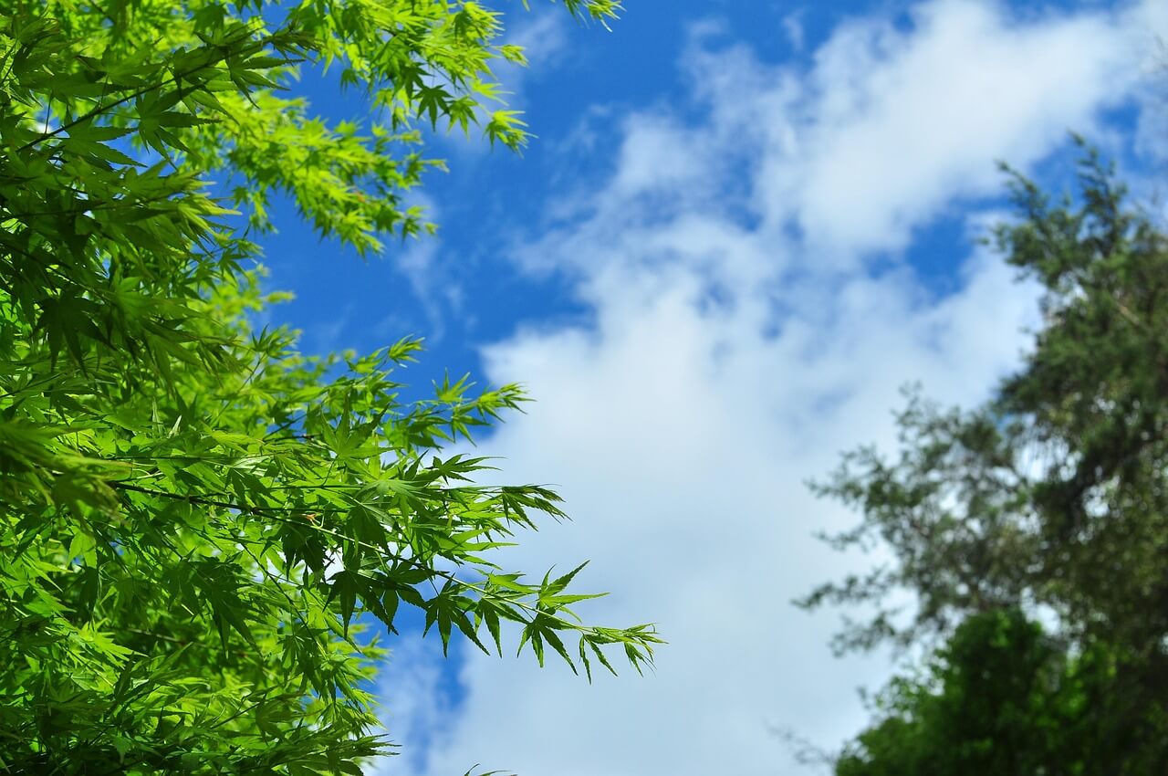 모바일 주민등록증 발급