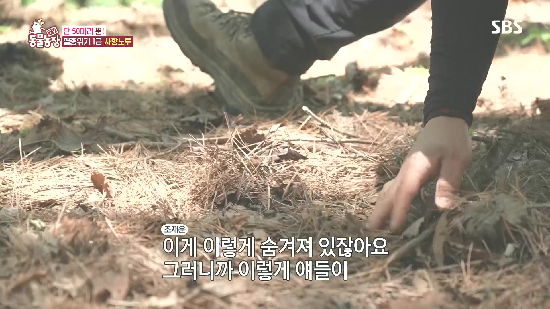 TV 동물농장.E1185.240818p.H264-F1RST.mp4_20240818_161012.948.jpg