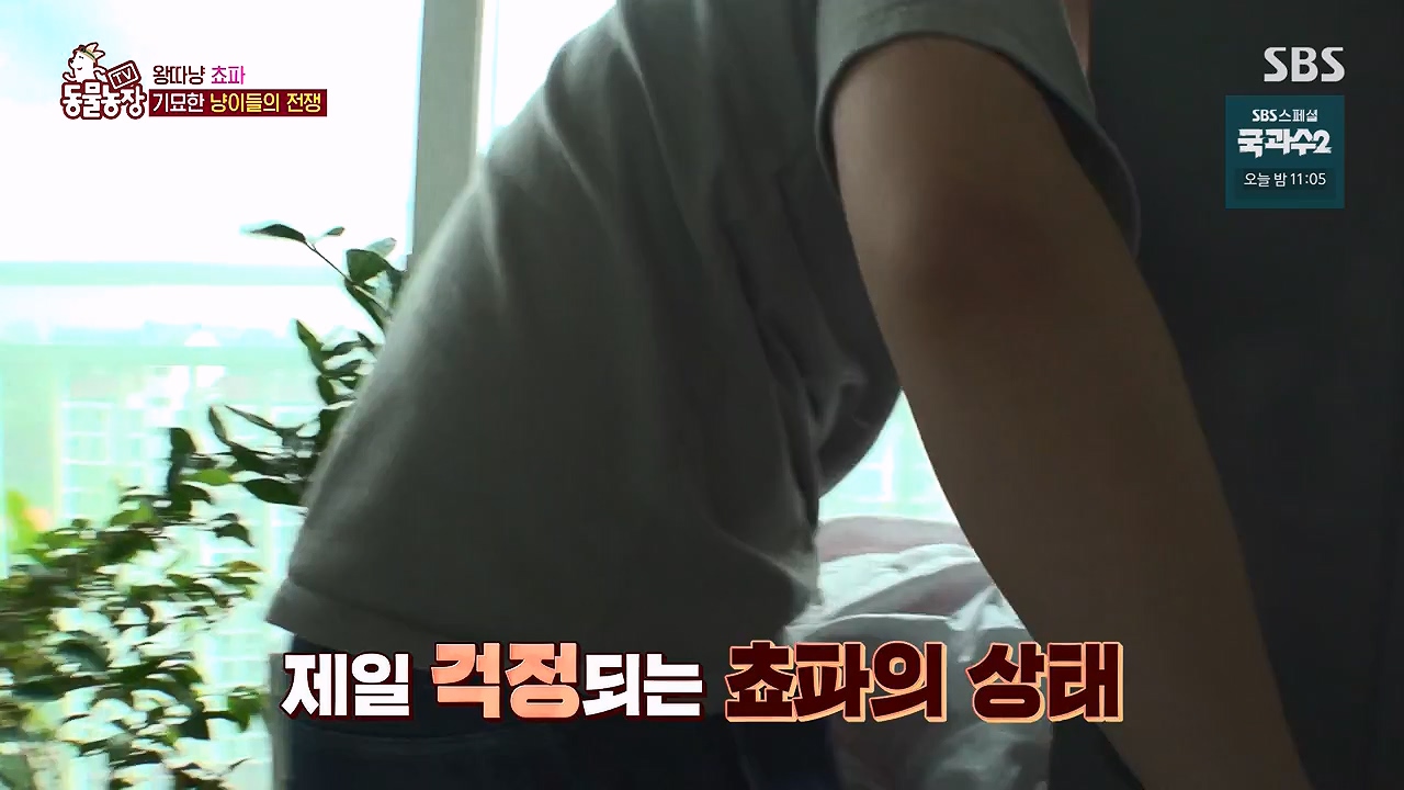 TV 동물농장.E1137.230911p-NEXT.mp4_20230910_183213.897.jpg