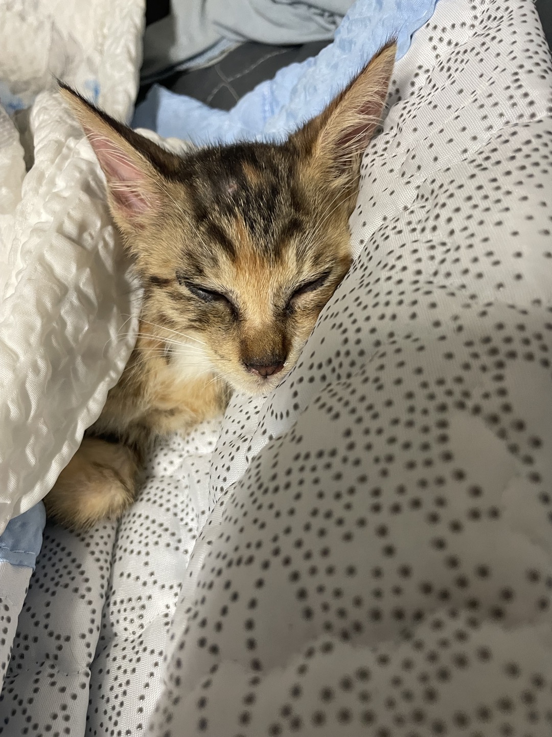 새끼 고양이