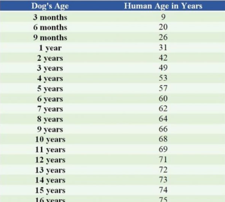 강아지 나이 계산법