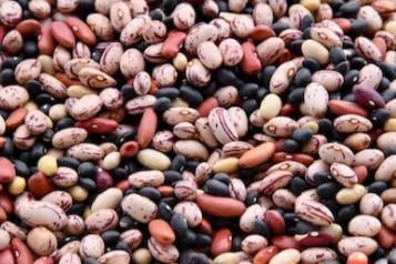 단백질이-풍부한-콩