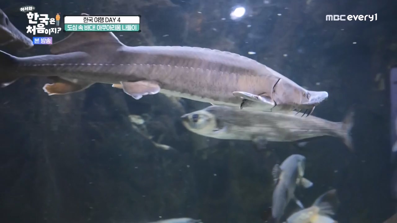 어서와 한국은 처음이지 시즌2.E283.231006p-NEXT.mp4_20231006_203351.637.jpg