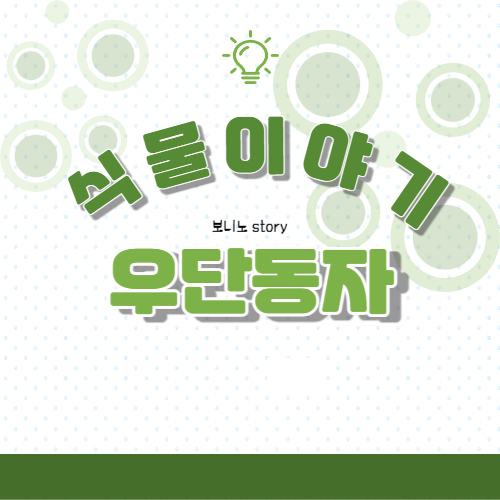 식물이야기-우단동자에-대해서-사진