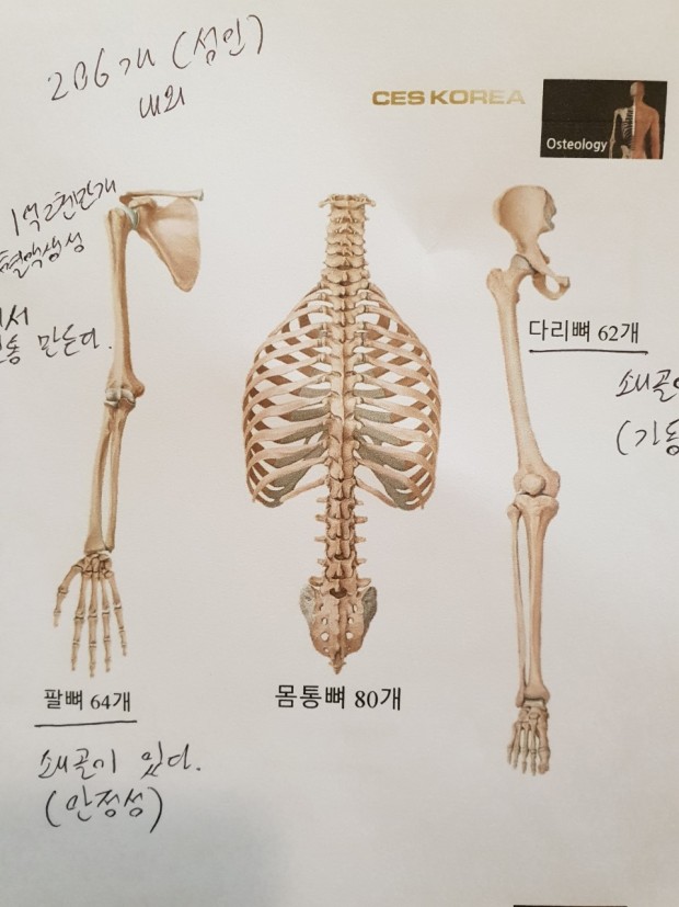  뼈대, 뼈의구조, 뼈의 역할 및 기능;관절,뼈,인체뼈구조,동물뼈구조,고양이뼈구조,개 뼈구조,근육,물렁뼈,위험노출보호,지방의진화.