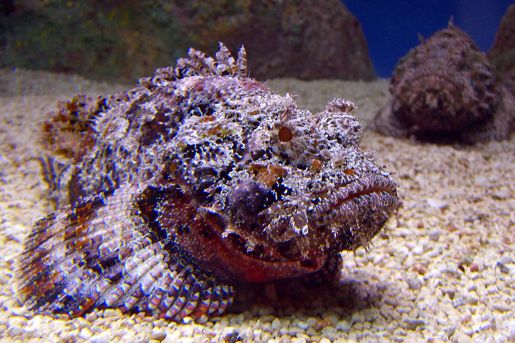 스톤피쉬 (Stonefish)