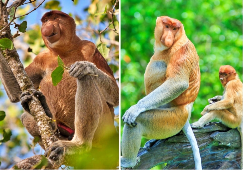 긴꼬리 원숭이 바코 국립공원
