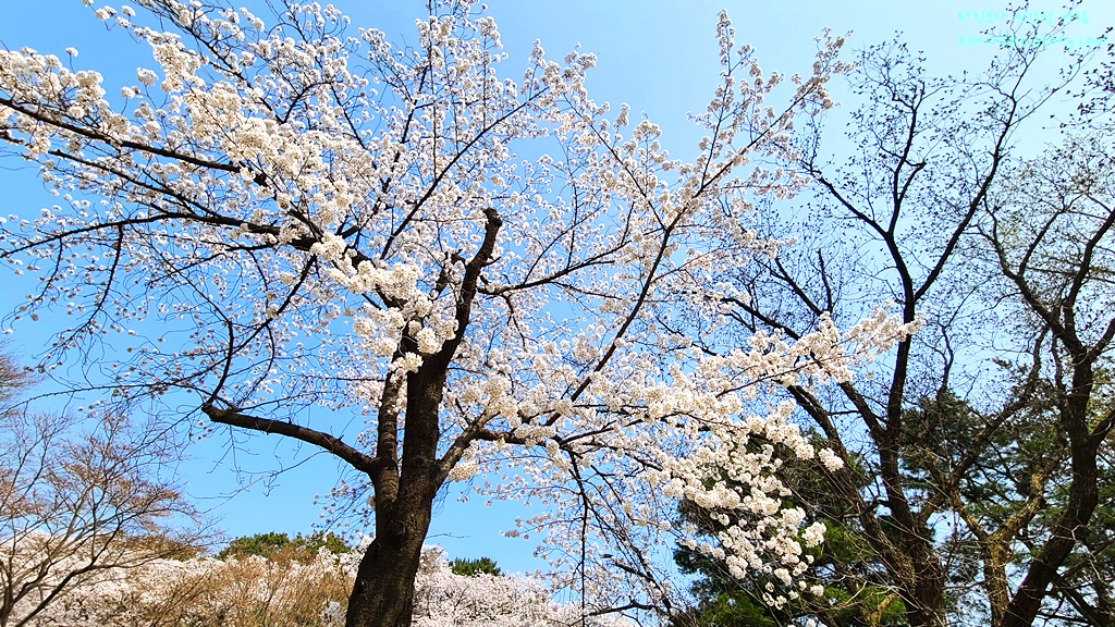 국립현충원-벚꽃명소