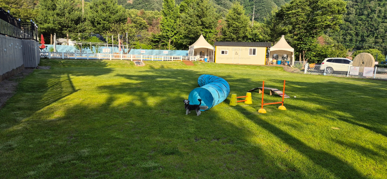 춘천 애견동반 펜션 꽃길만 걷개