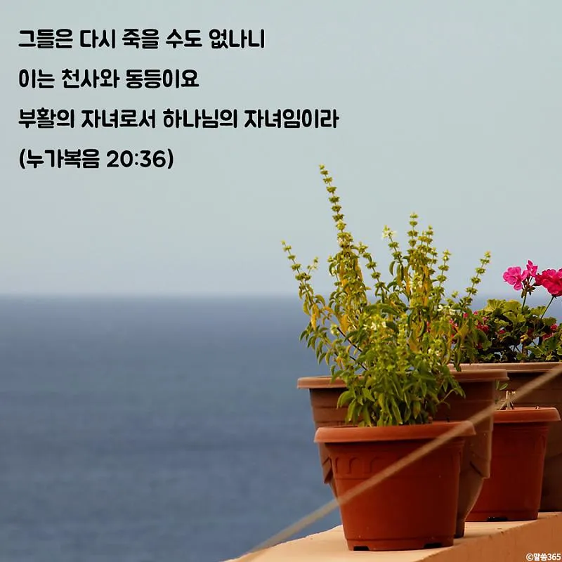 권위 전쟁 누가복음 20장 큐티 매일성경_5