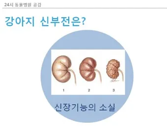 강아지 만성 신부전 증상 치료법 최신 관리 안내서_4