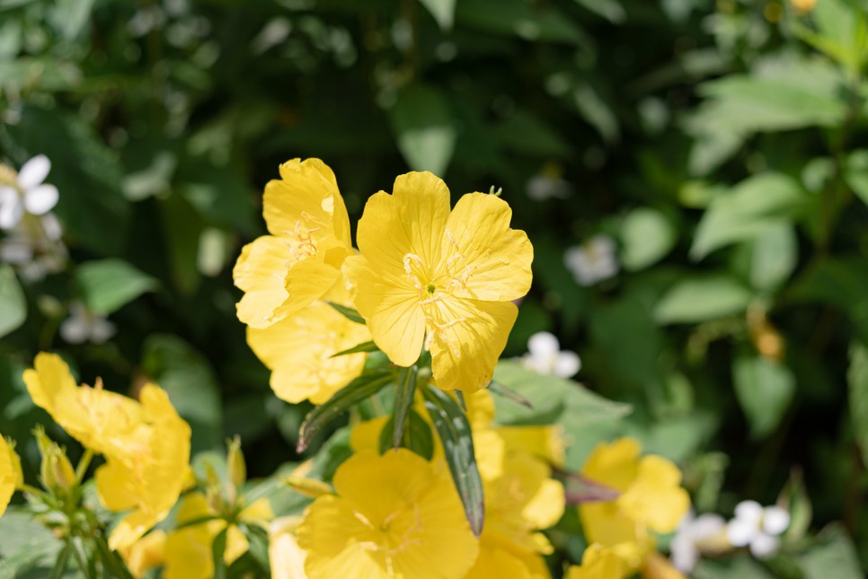 꽃사진 여름의 시골 10