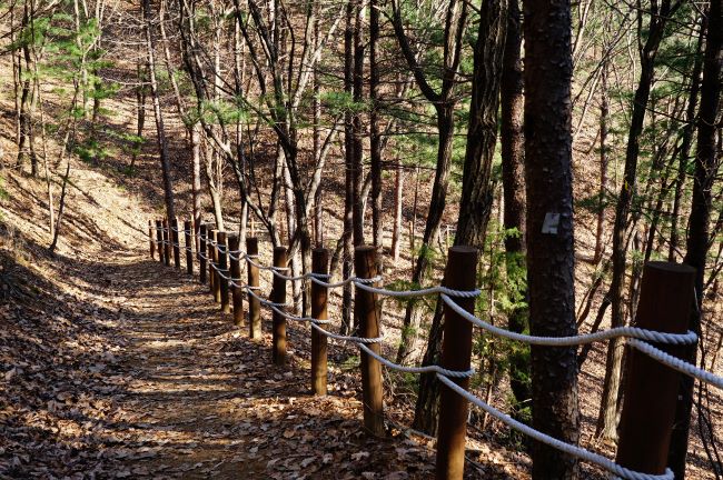 낙엽 쌓인 내리막 길&#44; 우측 급경사에 두 줄 안전로프 난간&#44; 
햇살에 길게 비친 나무그림자들&#44;