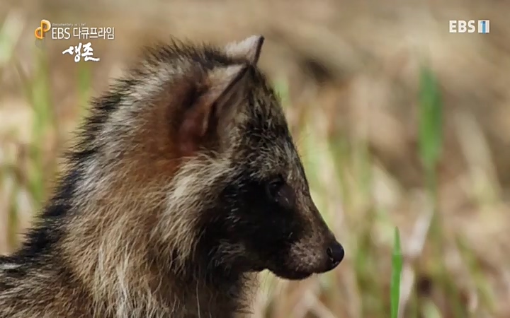 EBS 다큐프라임_ 220628.avi_20220629_210207.229.jpg
