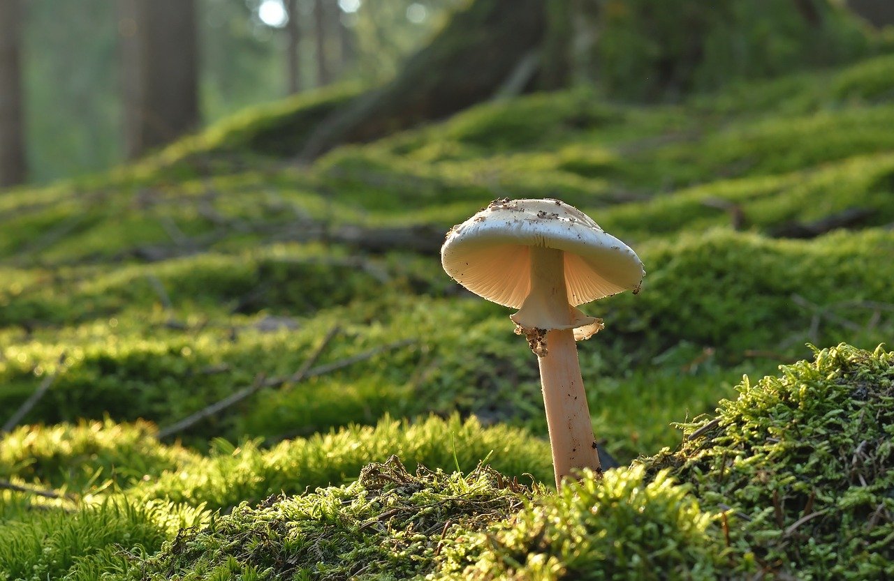 mushroom-8191823_1280.jpg