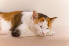  고양이가 집에 들어오는 꿈, 고양이 죽이는 꿈, 고양이에게 물리는 꿈, 고양이가 무는 꿈, 고양이 꿈해몽