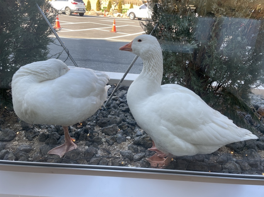 사랑 <느티나무의 > 29