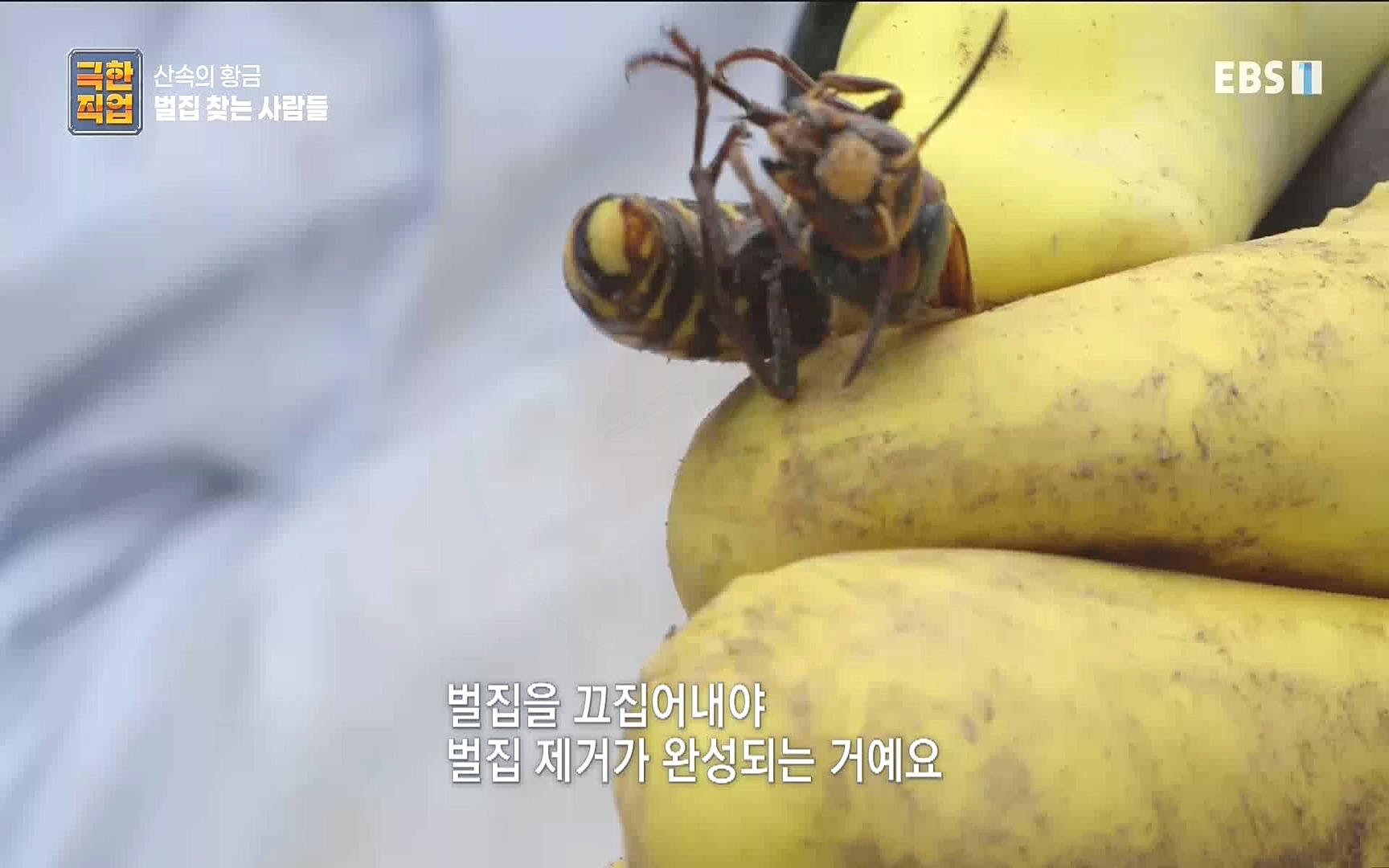 벌집 찾는 사람들.mp4_20221006_212400.598.jpg