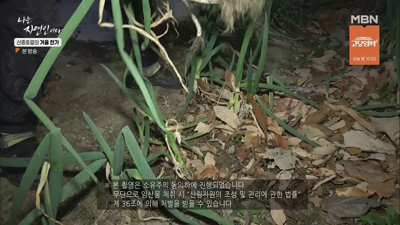 나는 자연인이다.E533.221222p.WANNA.mp4_20221222_194234.605.jpg