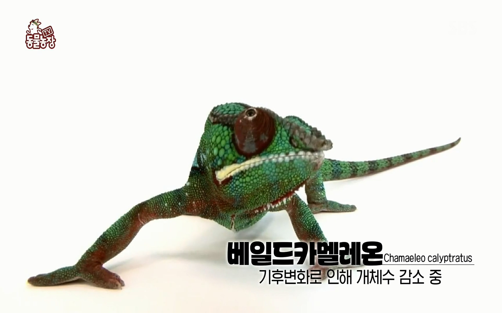 TV 동물농장.E1066.220424p.H264-F1RST.mp4_20220424_194537.554.jpg