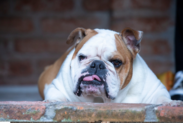 Bulldog playing