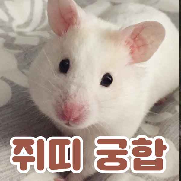 쥐 조디악 호환성 - 썸네일