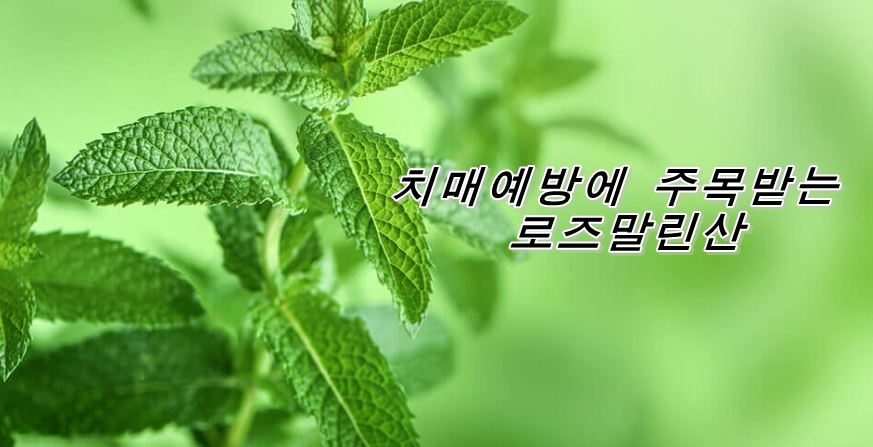  치매 예방으로 주목받는 성분 '로스말린산'이란?