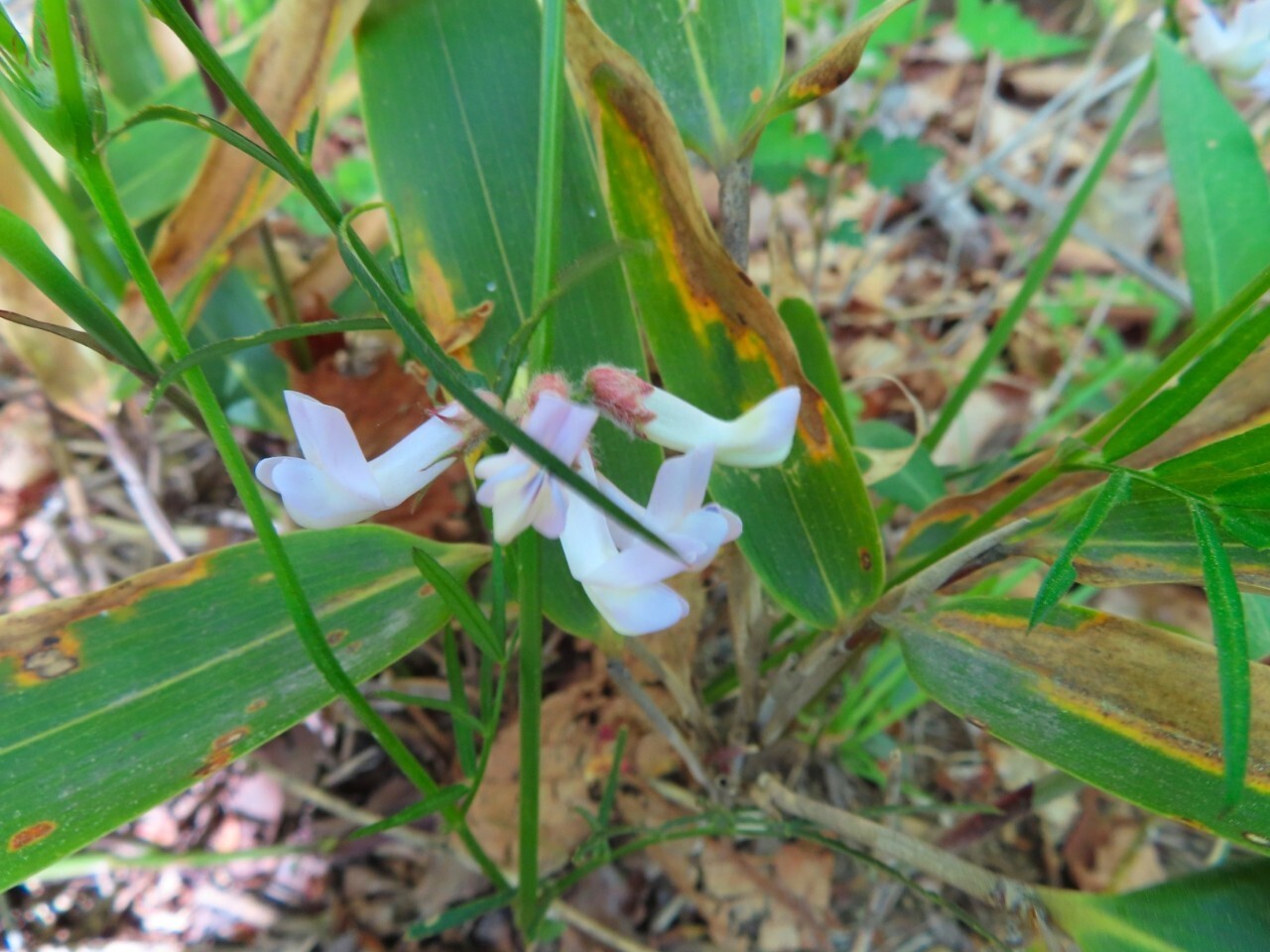 블랙야크 100+, Y출렁다리, 68