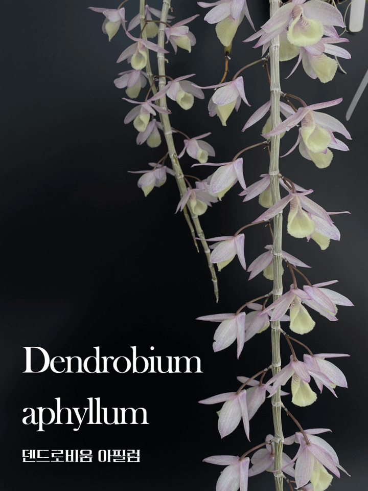 Dendrobium aphyllum 썸네일