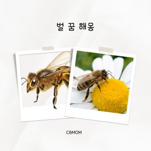 벌 꿈 해몽