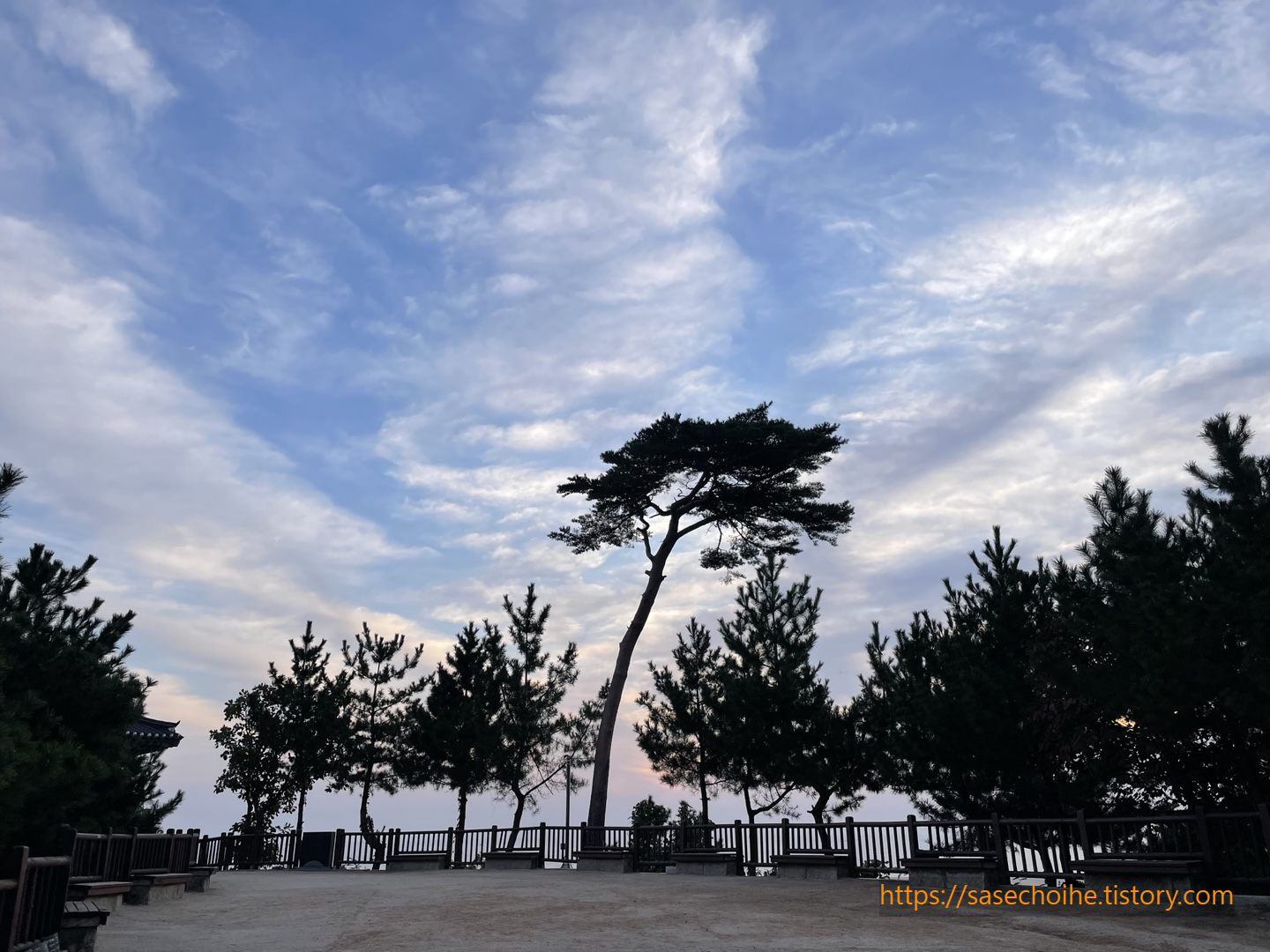 의상대 해송 사진