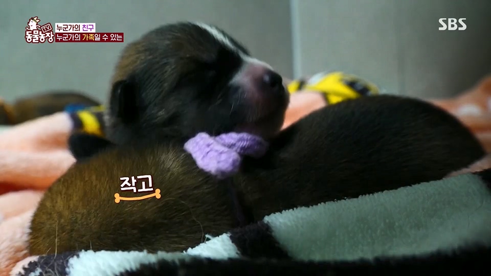 TV 동물농장.E1129.230716p.H264-F1RST.mp4_20230716_183646.856.jpg