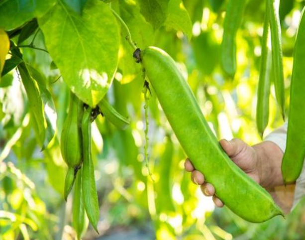 작두콩차의 비염 효능