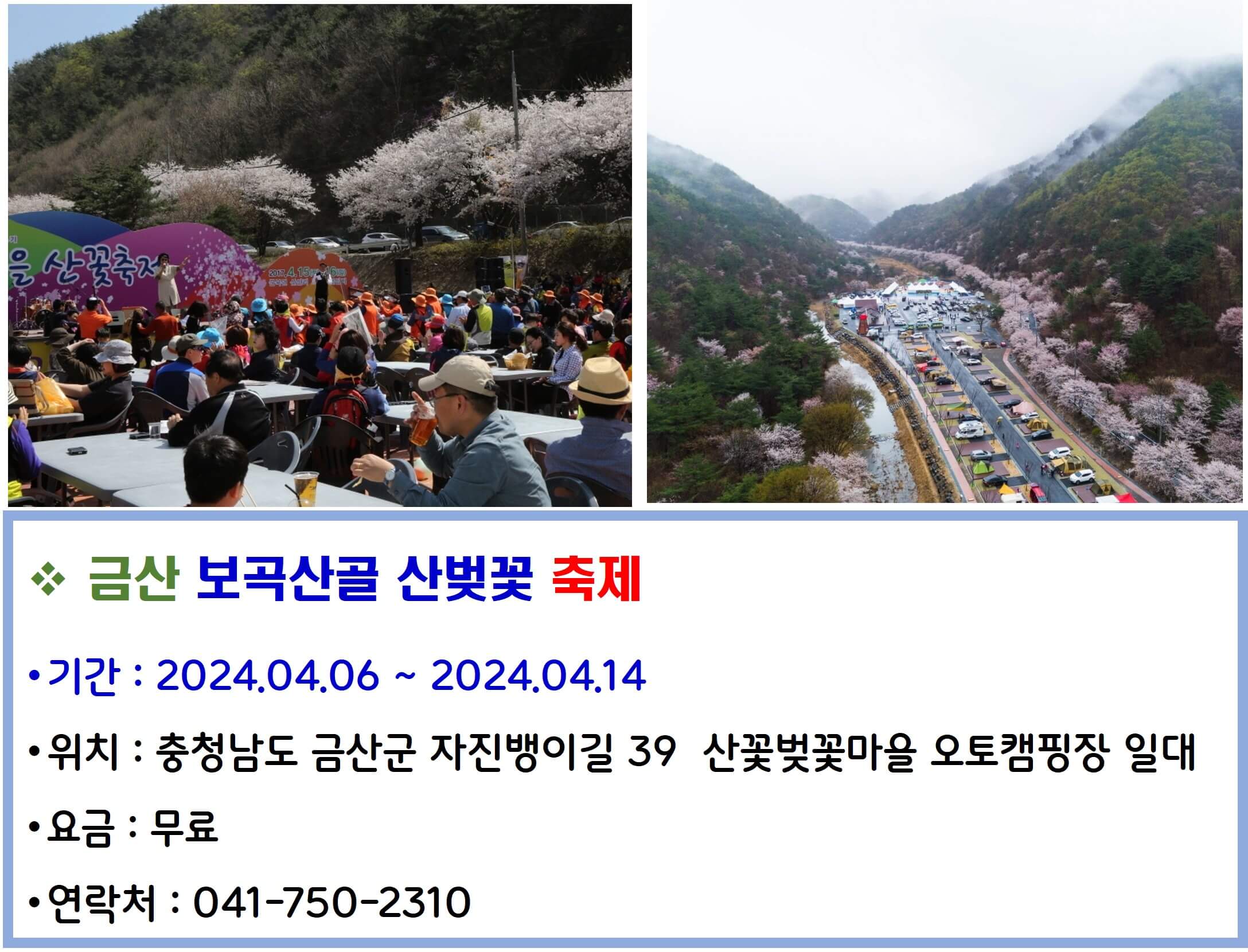 금산 보곡산골 산벚꽃축제