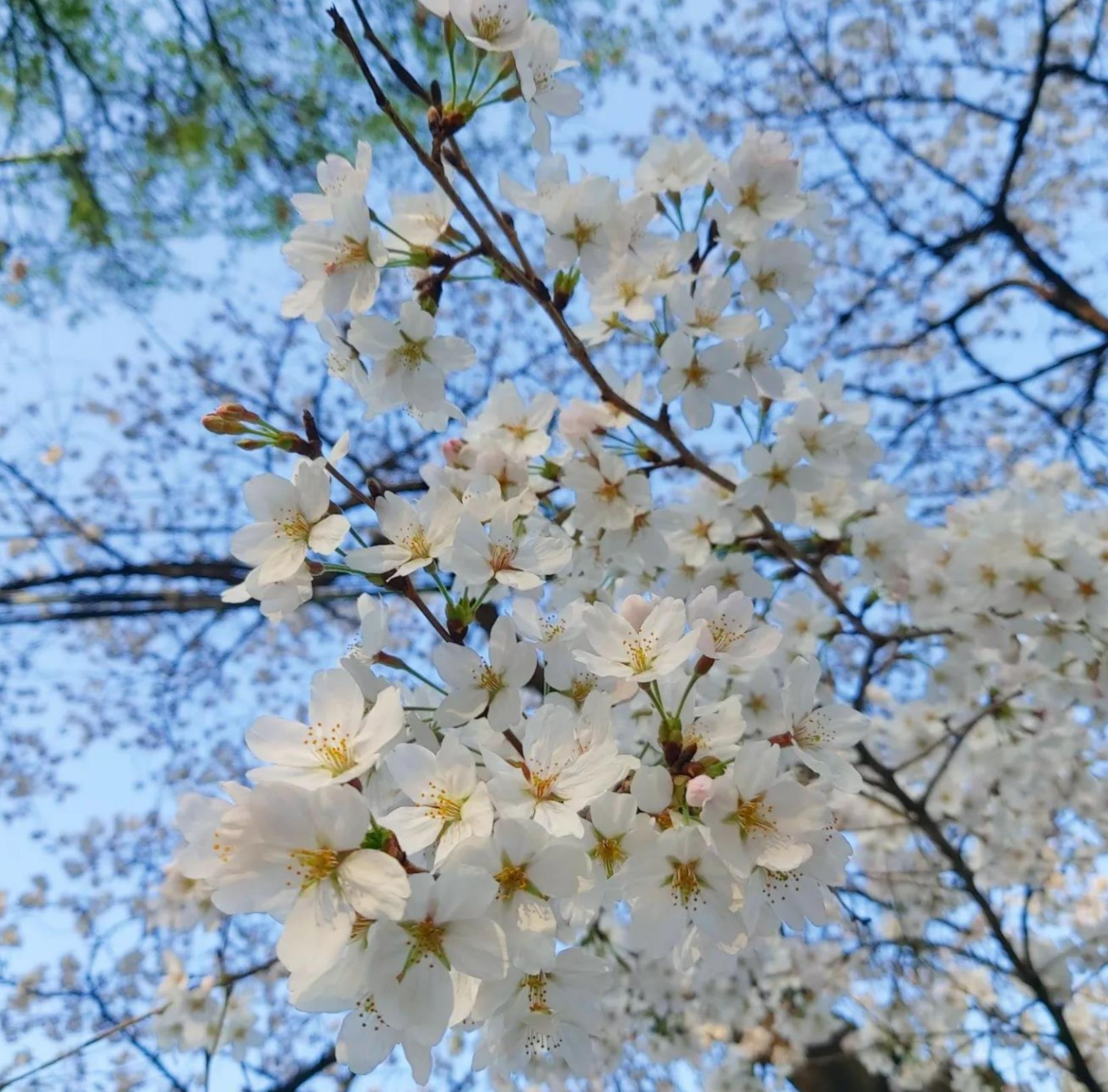 여의도-벚꽃축제