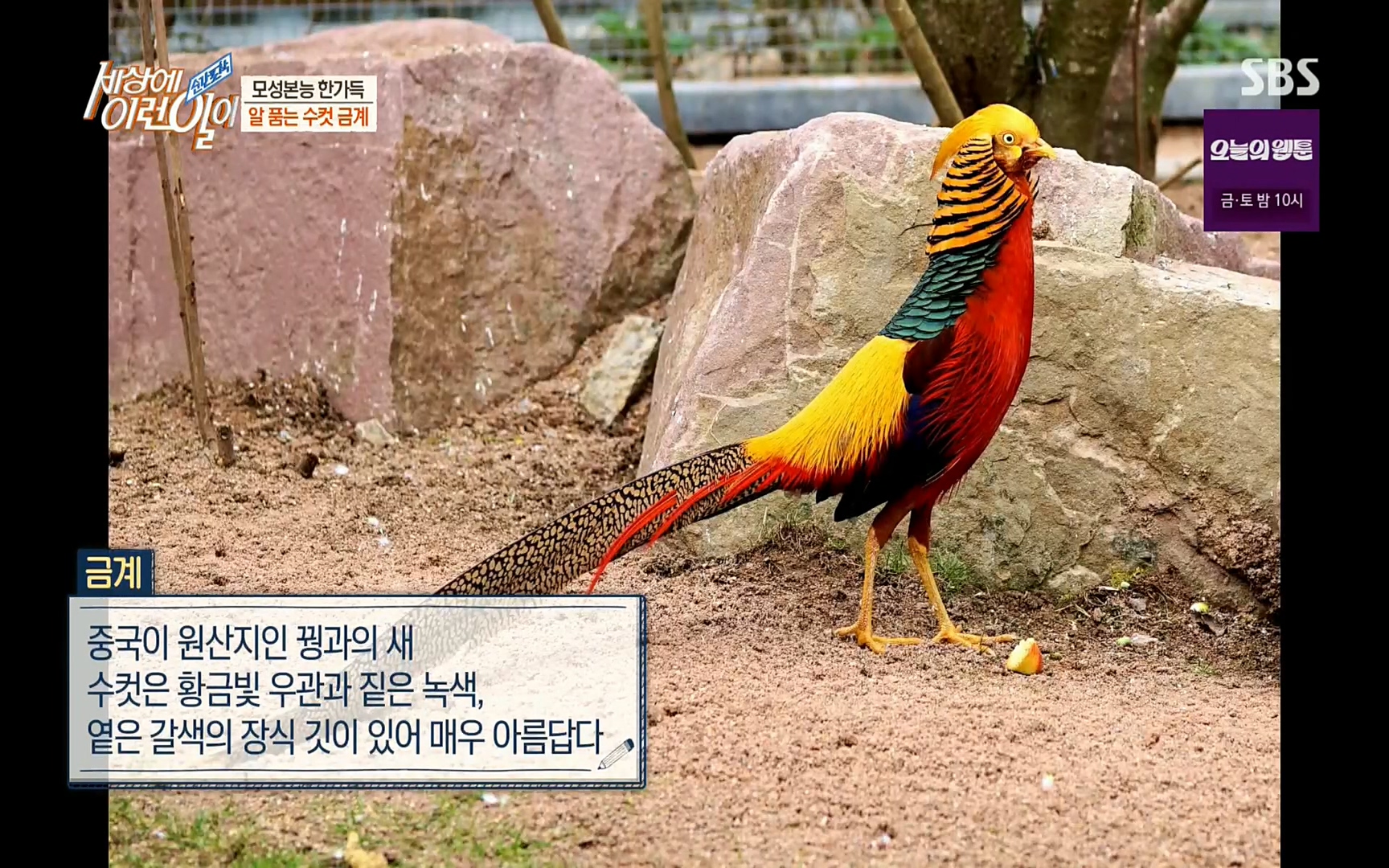 순간포착 세상에 이런일이.E1191.220802p.H264-F1RST.mp4_20220803_195848.135.jpg