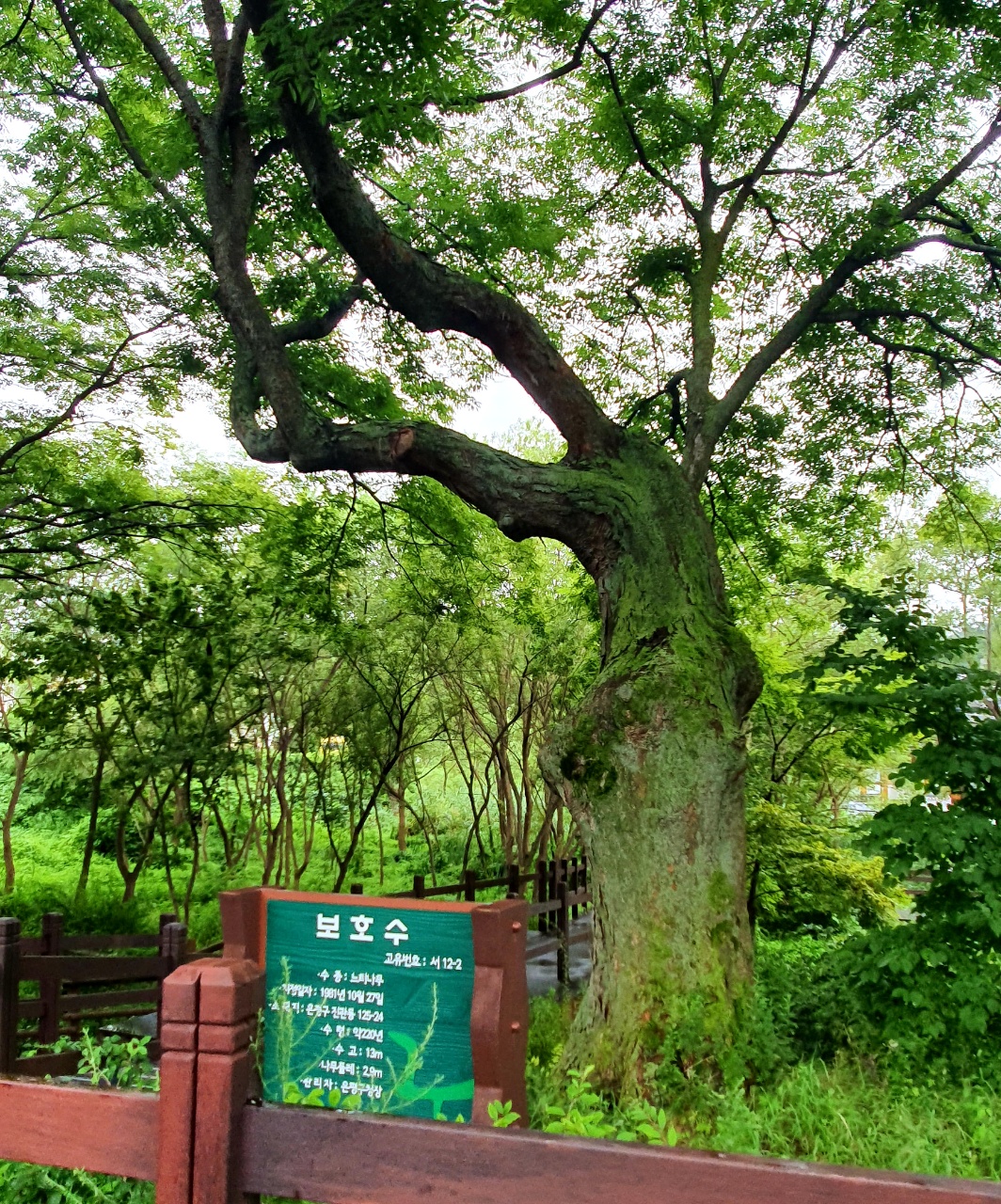 보호수